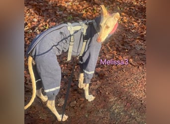 Melissa3 geb. 06/2022 (in Deutschland) - wunderschöne, sensible Galga!