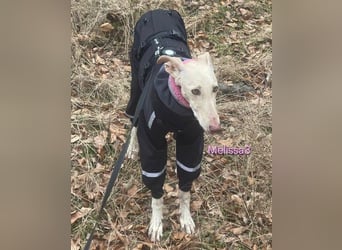 Melissa3 geb. 06/2022 (in Deutschland) - wunderschöne, sensible Galga!