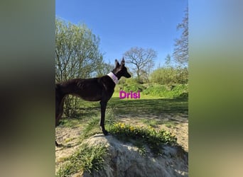 Drisi geb. 02/2025 (in Deutschland) - gelehrige, wunderschöne Galga!