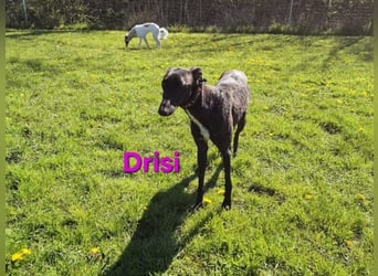 Drisi geb. 02/2025 (in Deutschland) - gelehrige, wunderschöne Galga!