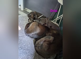 Drisi geb. 02/2025 (in Deutschland) - gelehrige, wunderschöne Galga!