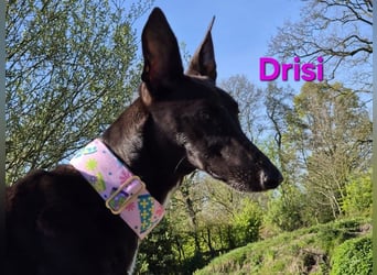 Drisi geb. 02/2025 (in Deutschland) - gelehrige, wunderschöne Galga!