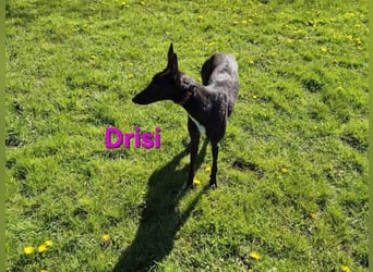 Drisi geb. 02/2025 (in Deutschland) - gelehrige, wunderschöne Galga!