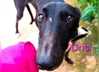 Drisi geb. 02/2025 (in Deutschland) - gelehrige, wunderschöne Galga!
