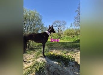 Drisi geb. 02/2025 (in Deutschland) - gelehrige, wunderschöne Galga!