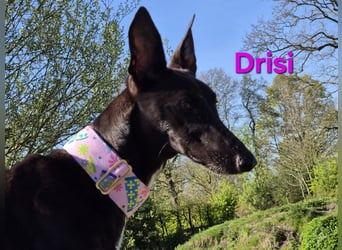 Drisi geb. 02/2025 (in Deutschland) - gelehrige, wunderschöne Galga!