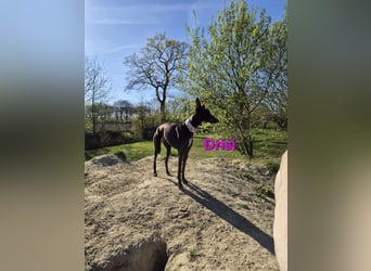 Drisi geb. 02/2025 (in Deutschland) - gelehrige, wunderschöne Galga!