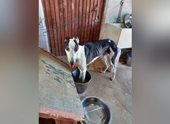 Pirata, junger Galgorüde (14 Monate)