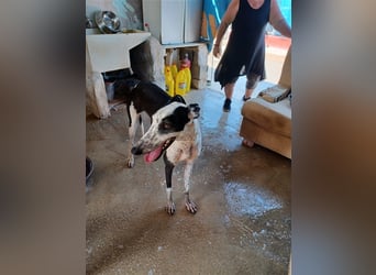 Pirata, junger Galgorüde (14 Monate)