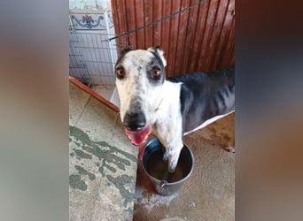 Pirata, junger Galgorüde (14 Monate)