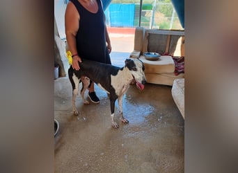 Pirata, junger Galgorüde (14 Monate)