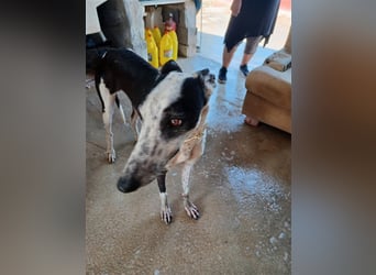 Pirata, junger Galgorüde (14 Monate)