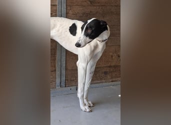 Zauberhafte Galga Favi wartet in Portugal auf unserem Tierschutzhof!