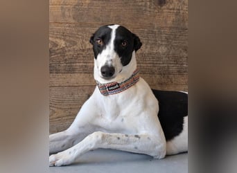 Zauberhafte Galga Favi wartet in Portugal auf unserem Tierschutzhof!