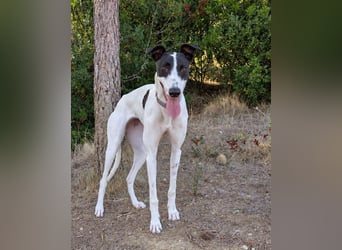 Zauberhafte Galga Favi wartet in Portugal auf unserem Tierschutzhof!