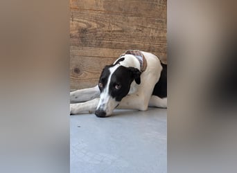 Zauberhafte Galga Favi wartet in Portugal auf unserem Tierschutzhof!