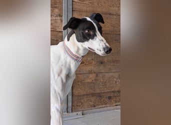 Zauberhafte Galga Favi wartet in Portugal auf unserem Tierschutzhof!