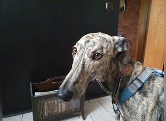 Toni, wartet schon so lange