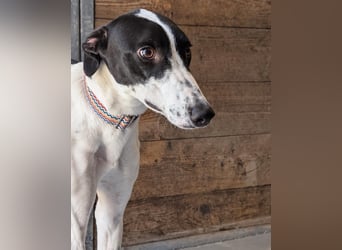 Zauberhafte Galga Favi wartet in Portugal auf unserem Tierschutzhof!