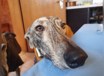 Toni, wartet schon so lange