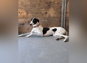 Zauberhafte Galga Favi wartet in Portugal auf unserem Tierschutzhof!