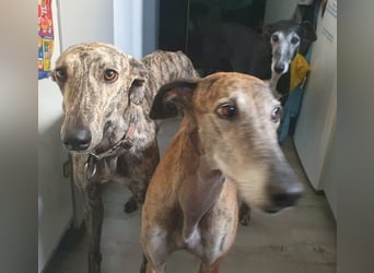 Toni, wartet schon lange auf seiner Pflegestelle …