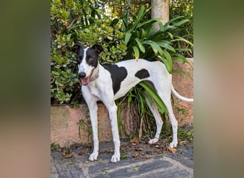 Zauberhafte Galga Favi wartet in Portugal auf unserem Tierschutzhof!