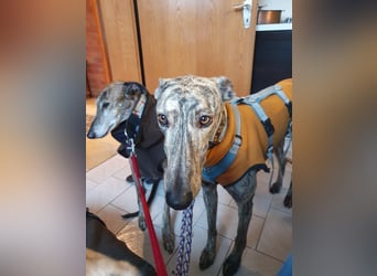 Toni, wartet schon so lange