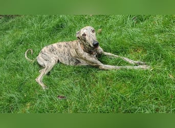 Toni, wartet schon so lange