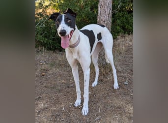 Zauberhafte Galga Favi wartet in Portugal auf unserem Tierschutzhof!