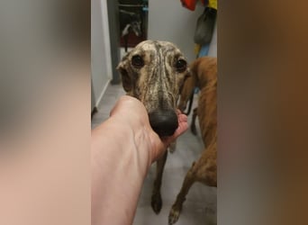 Toni, wartet schon lange auf seiner Pflegestelle …