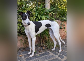 Zauberhafte Galga Favi wartet in Portugal auf unserem Tierschutzhof!