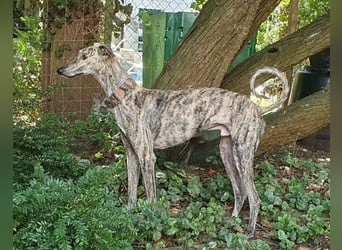 Toni, wartet schon so lange