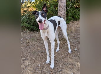 Zauberhafte Galga Favi wartet in Portugal auf unserem Tierschutzhof!