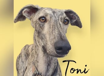 Toni, wartet schon so lange