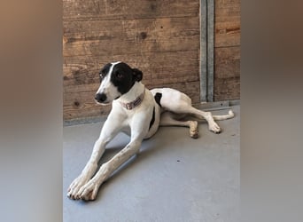 Zauberhafte Galga Favi wartet in Portugal auf unserem Tierschutzhof!