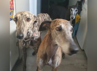 Toni, wartet schon so lange