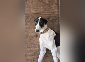 Zauberhafte Galga Favi wartet in Portugal auf unserem Tierschutzhof!