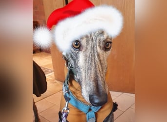 Toni, wartet schon so lange