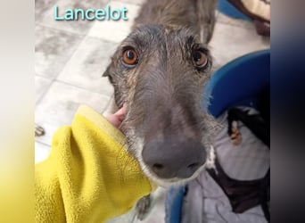 Lancelot geb. 05/2022 (in Deutschland) - ganz bezaubernder, sanfter und anhänglicher Galgo!