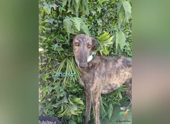 Lancelot geb. 05/2022 (in Deutschland) - ganz bezaubernder, sanfter und anhänglicher Galgo!