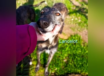 Lancelot geb. 05/2022 (in Deutschland) - ganz bezaubernder, sanfter und anhänglicher Galgo!