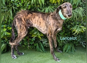 Lancelot geb. 05/2022 (in Deutschland) - ganz bezaubernder, sanfter und anhänglicher Galgo!