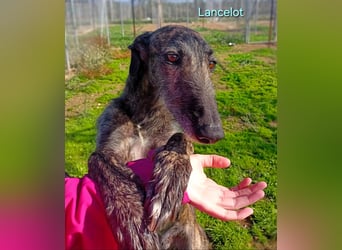 Lancelot geb. 05/2022 (in Deutschland) - ganz bezaubernder, sanfter und anhänglicher Galgo!