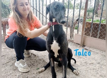 Talco geb. 06/2024 (in Deutschland) - wunderschöner, liebenswerter junger Galgo!
