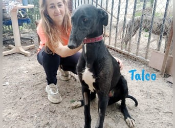 Talco geb. 06/2024 (in Deutschland) - wunderschöner, liebenswerter junger Galgo!