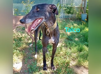 Talco geb. 06/2024 (in Deutschland) - wunderschöner, liebenswerter junger Galgo!