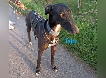 Talco geb. 06/2024 (in Deutschland) - wunderschöner, liebenswerter junger Galgo!