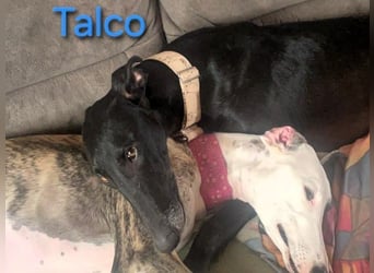 Talco geb. 06/2024 (in Deutschland) - wunderschöner, liebenswerter junger Galgo!