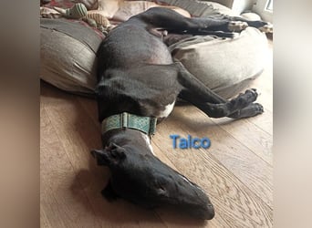 Talco geb. 06/2024 (in Deutschland) - wunderschöner, liebenswerter junger Galgo!